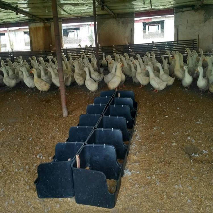 加厚鸭子蛋窝主营产品:塑料羊床漏粪板,鸡鸭鹅塑料料网床,鸡用产蛋箱