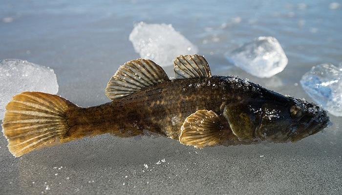 东北老头鱼产地批发黑龙江老头鱼货源价格