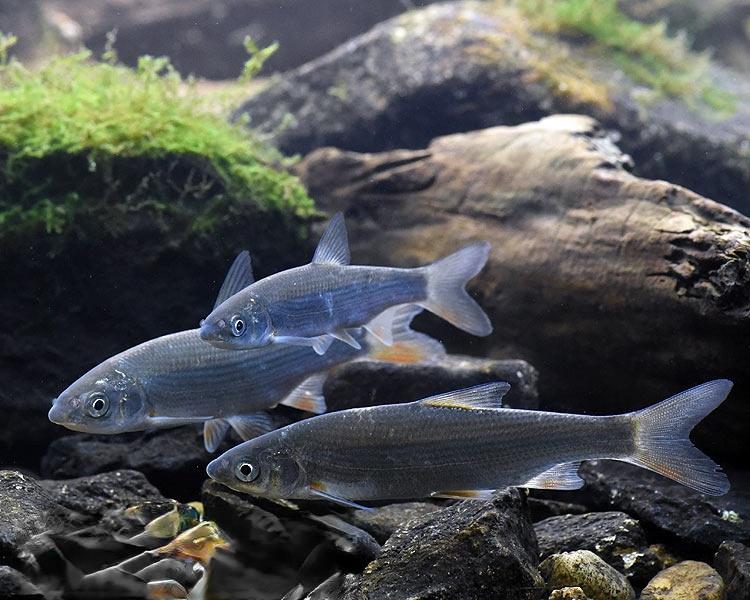 黑龙江新鲜虫虫鱼销售公司抚远冷冻虫虫鱼批发零售