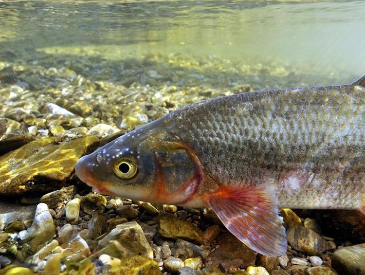 黑龙江新鲜虫虫鱼销售公司抚远冷冻虫虫鱼批发零售