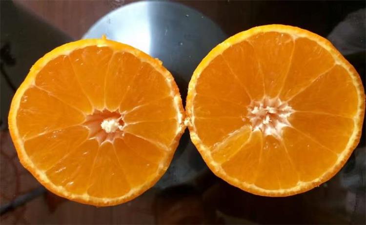 金灶tp-200泡茶杯带把功夫茶具玻璃茶壶耐热玻璃飘逸杯过滤杯古颂