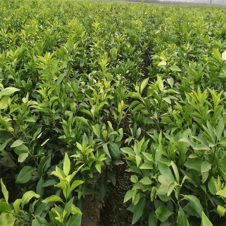 供应适合贵州种植爱莎柑橘苗一年生爱莎柑橘果苗早熟杂柑品种