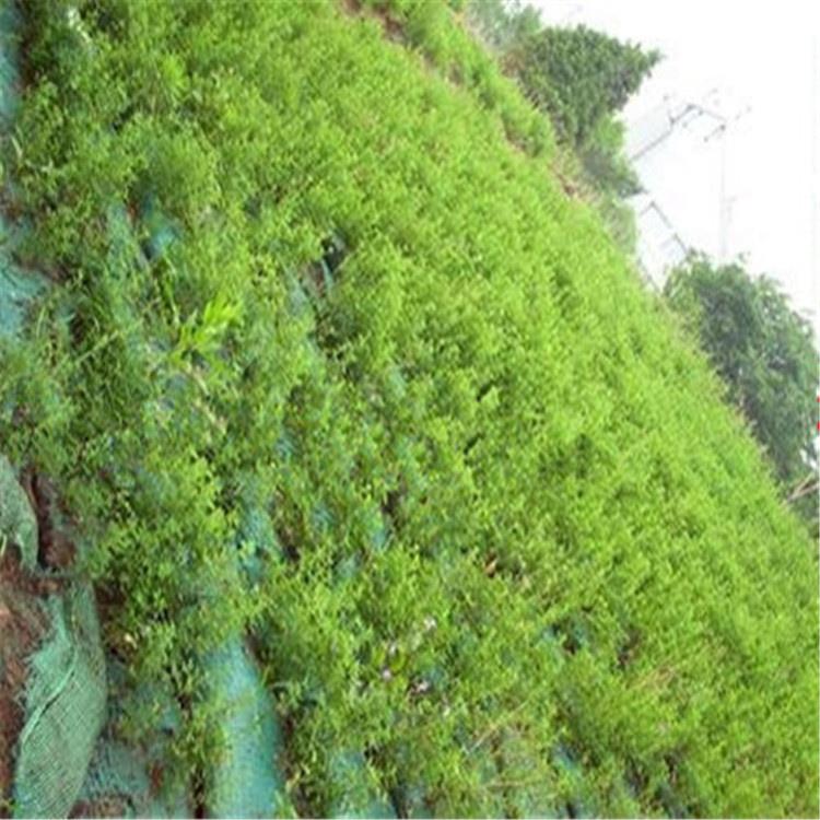 帶草籽植生袋綠化生態袋高速公路礦山河道邊坡綠化