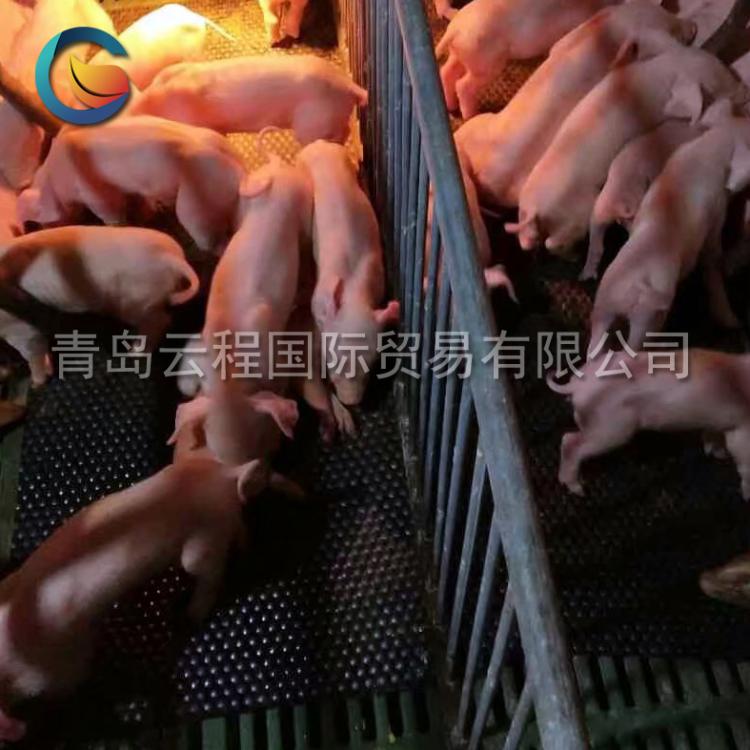 厂家直营 母猪定位栏 抗疲劳橡胶垫 母猪产床垫 耐用保温垫