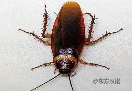 杀蟑螂公司北京除蟑螂只信任东方汉诺