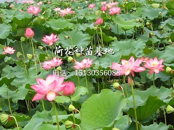 深水莲藕种苗供应基地 莲藕苗批发价格