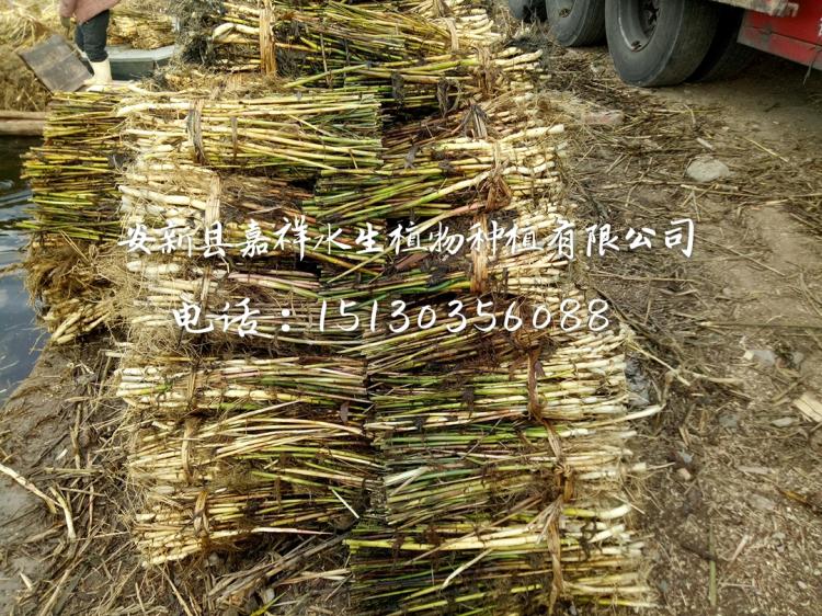 绿化专用芦苇种苗销售公司景观种植芦苇苗施工