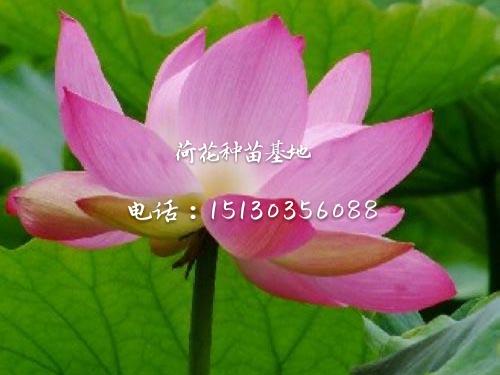 北京精品荷花苗供应 观赏荷花种苗种植基地施工