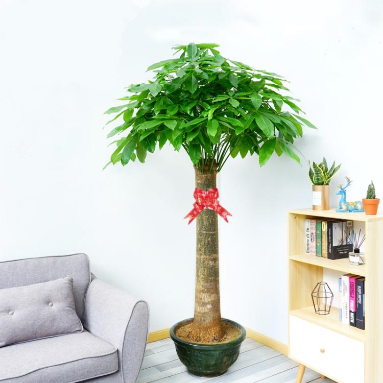 武汉公司植物服务家庭园艺销售武汉绿化租摆公司花卉植物租赁
