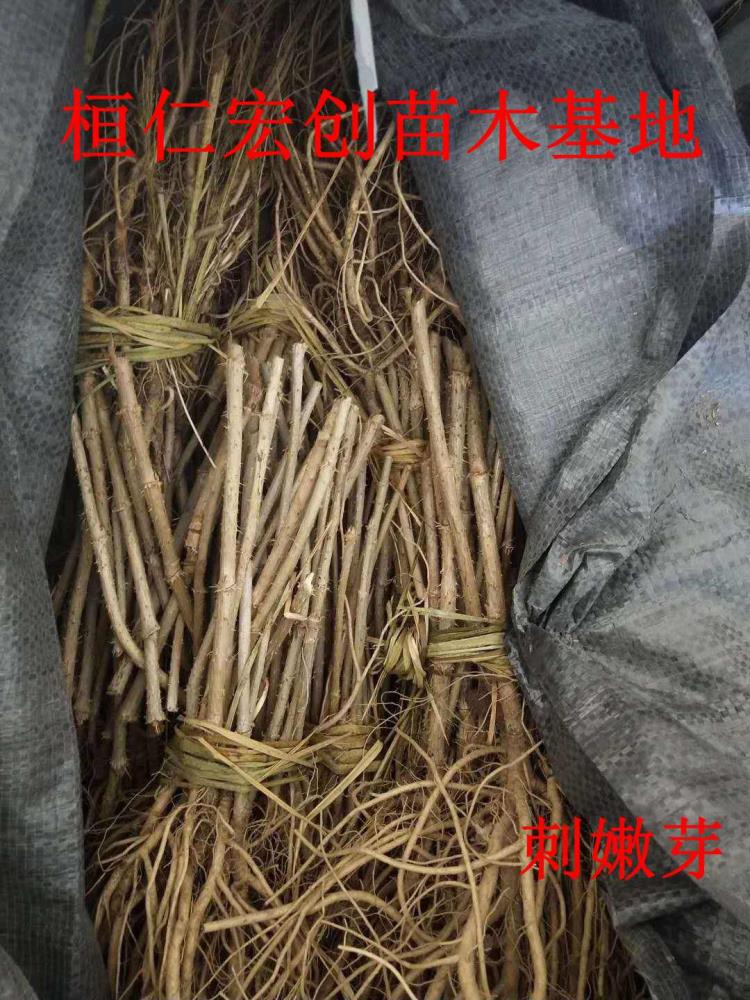 刺嫩芽苗价格 辽宁刺嫩芽苗基地