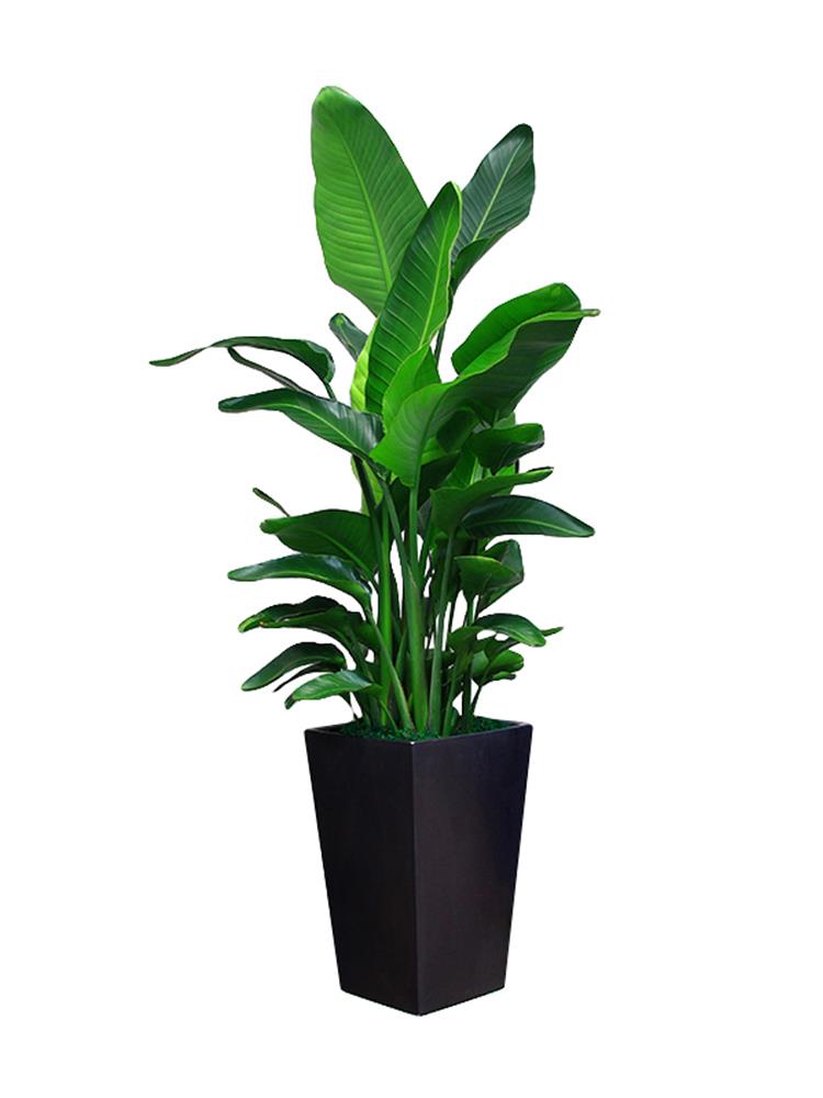 武汉单位植物出租公司绿植租赁武汉工厂绿植租摆户外花卉价格