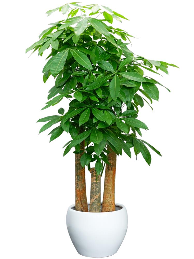 武汉公司绿化维护花卉植物租摆武汉园艺公司绿植租赁花卉出租
