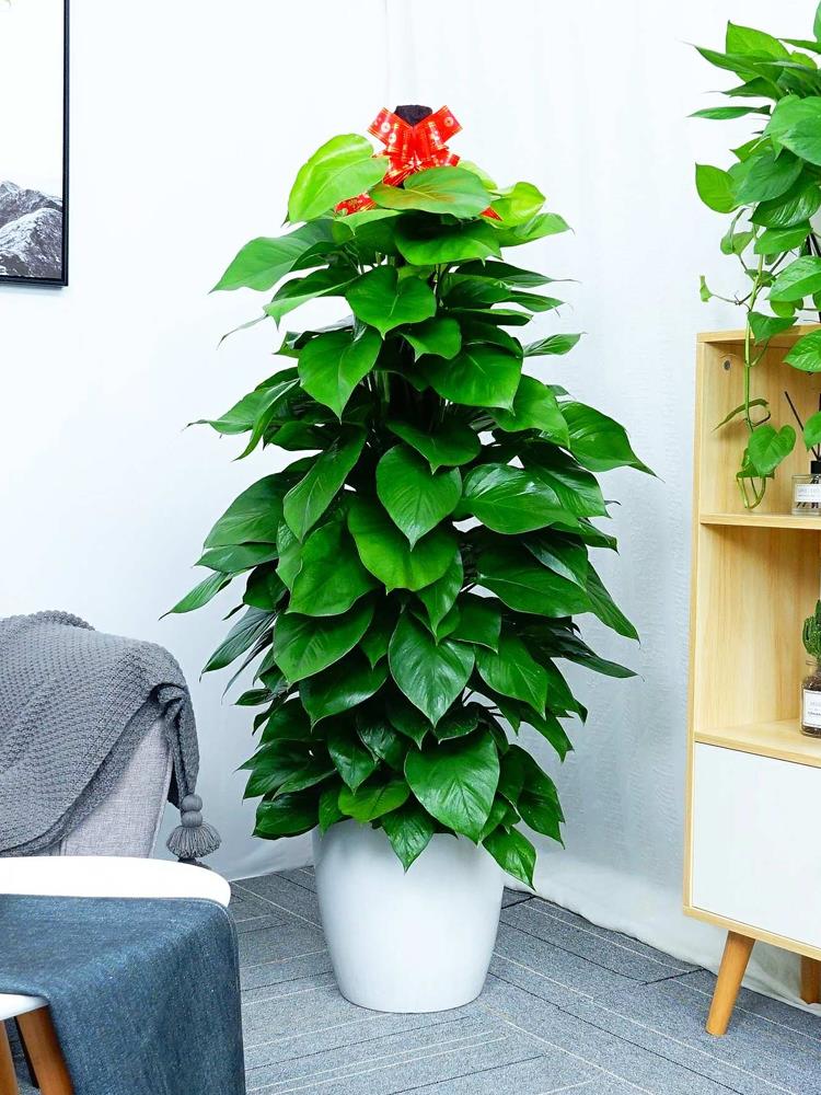 武汉租植物公司植物租赁武汉家庭园林绿色花卉户外园艺