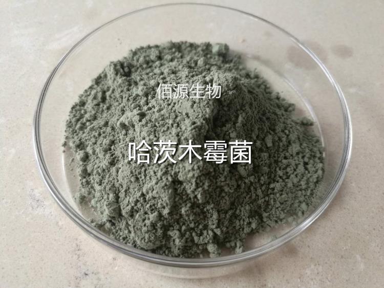 哈茨木霉菌生產廠家 生防專用菌種全水溶滴灌