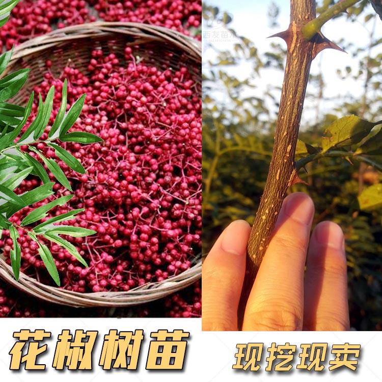 河南花椒苗基地花椒樹苗求購花椒苗出售花椒小苗直供