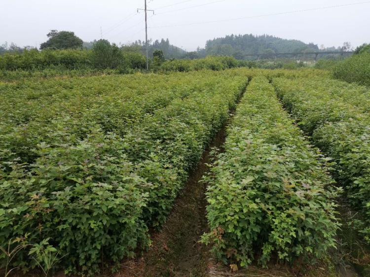 枫香杯苗供应 大量枫香袋苗 枫香营养杯小苗 造林枫香小苗