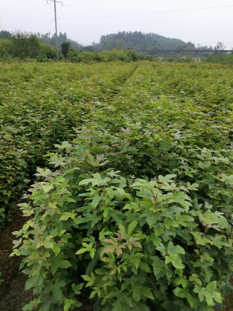 枫香杯苗供应 大量枫香袋苗 枫香营养杯小苗 造林枫香小苗