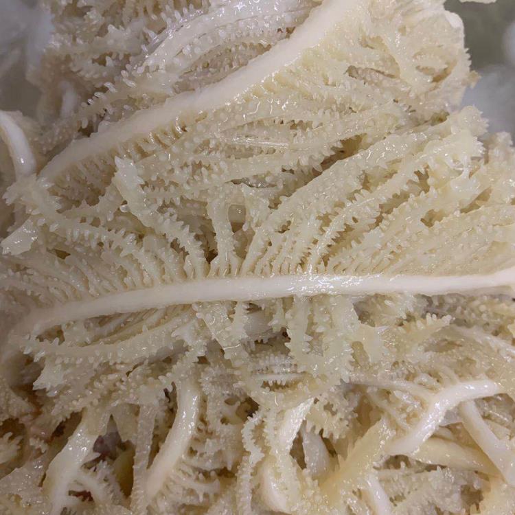 精品白毛肚絲白千層火鍋食材白千層絲牛肚絲片牛百葉