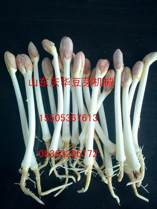 无公害花生芽 青州市庆华全自动豆芽机花生芽机催芽机