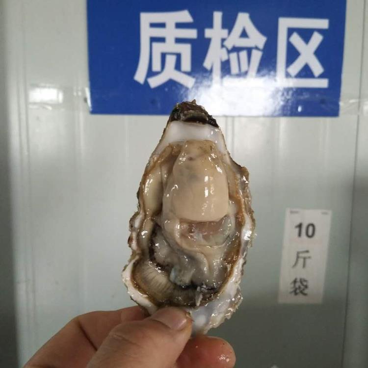 乳山金给利牡蛎厂家生蚝批发