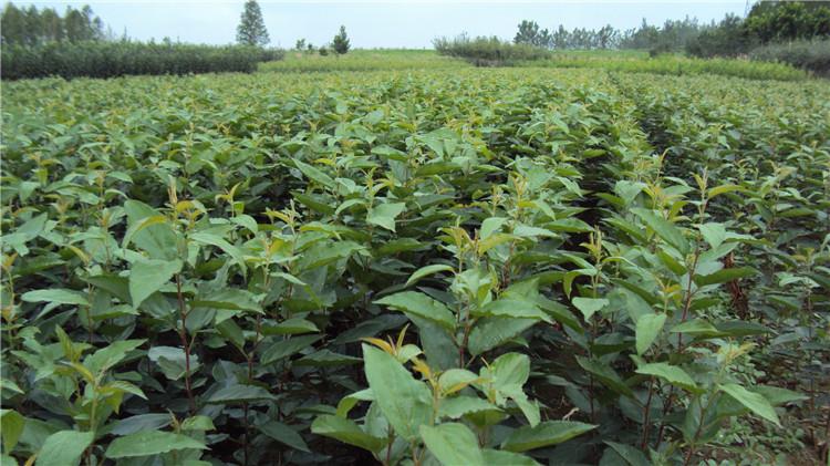 臨沂平邑甜茶苗0.4cm甜茶苗0.5cm 嫁接蘋果沾木