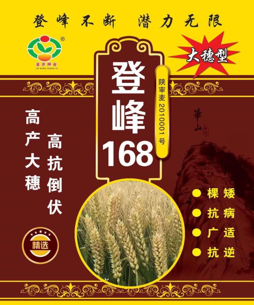 小麥種子登峰168矮桿大穗抗倒廠家直銷