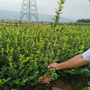 2021年油茶苗价格是1长林油茶嫁接苗