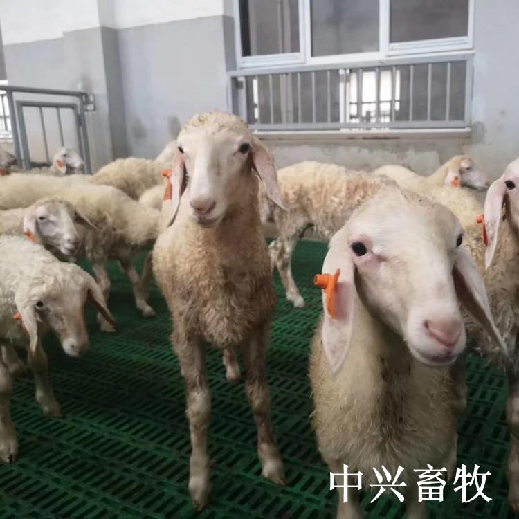 山东塑料羊粪板生产厂家高架羊床板防断裂养羊用漏粪板