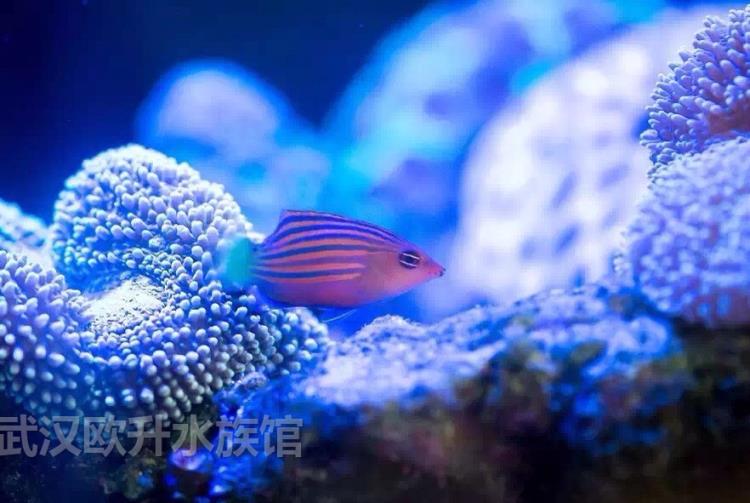 水族海水观赏鱼选购武汉欧升水族馆