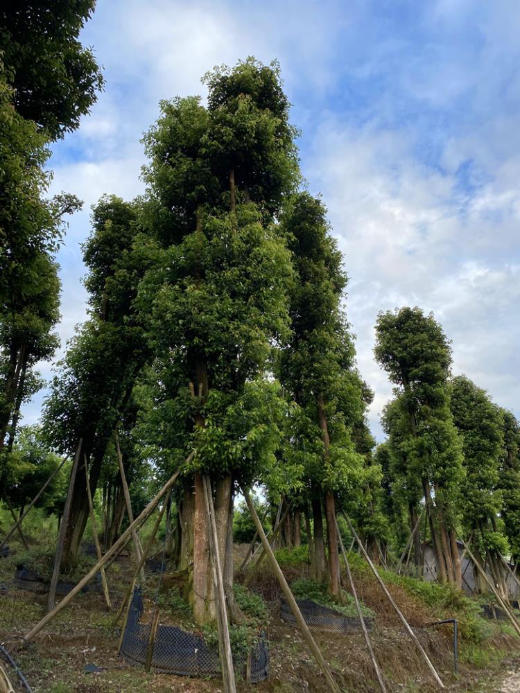 四川多头香樟成都多头香樟泸州多头香樟