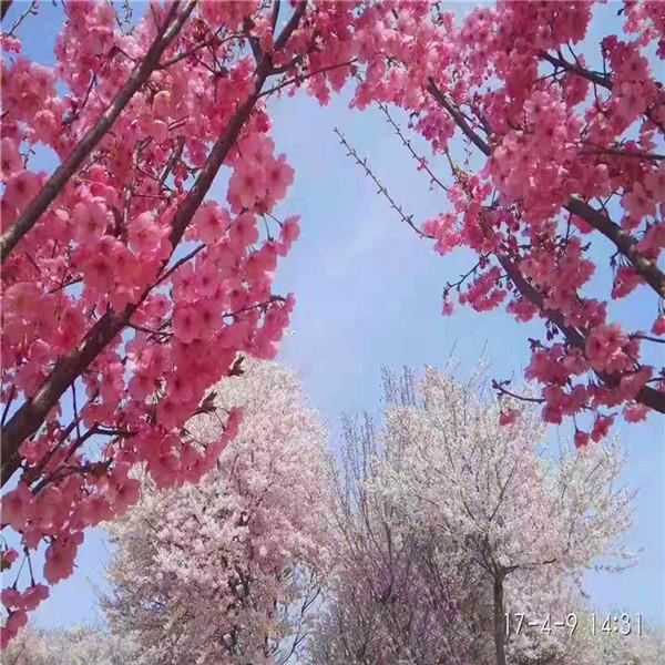 美利堅櫻花 美利堅櫻花價格 美利堅櫻花樹