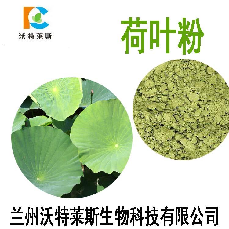 现货供应荷叶粉含量98%荷叶提取物1kg起售