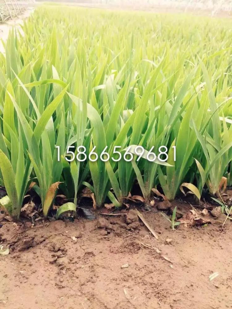 供應(yīng)宿根花卉