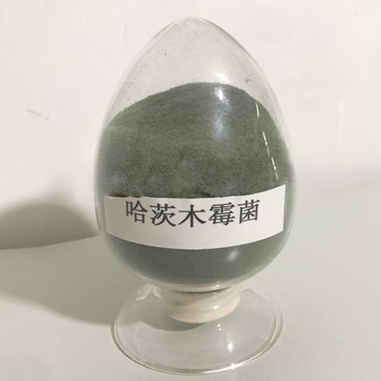 益昊生物供 200億哈茨木霉菌 農(nóng)用可批發(fā) 廠家直銷