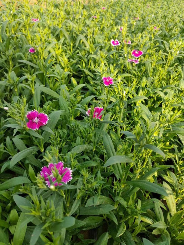 山東雜交石竹供應(yīng)基地