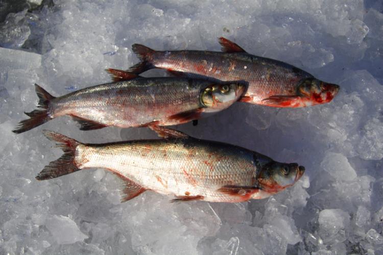 黑龍江大白魚批發(fā)價格 撫遠(yuǎn)大白魚市場報價 新鮮大白魚一斤價格