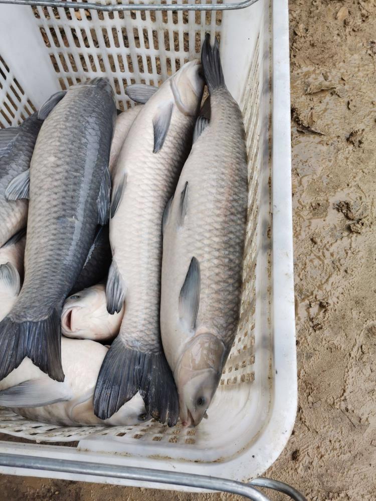 抚远特产大青鱼产地批发整条鲜鱼大青鱼供应商