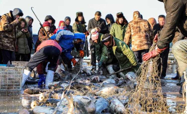 黑龍江新鮮大花鰱魚銷售公司 東北冷凍胖頭魚批發零售