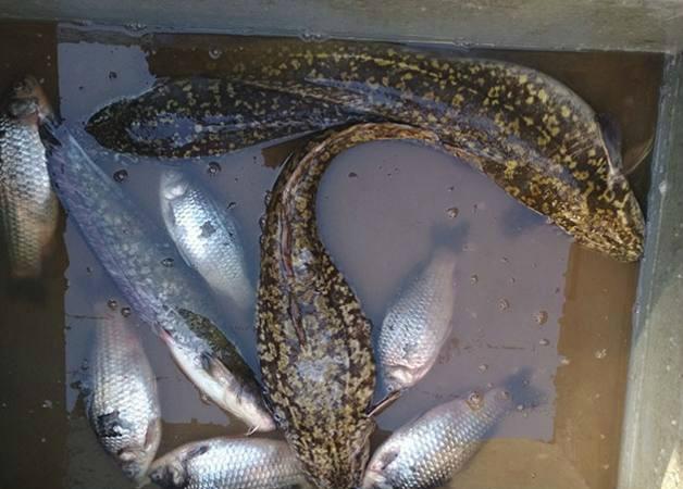 新鲜冷冻山鲶鱼产地直销 新鲜速冻江鳕鱼货源价格