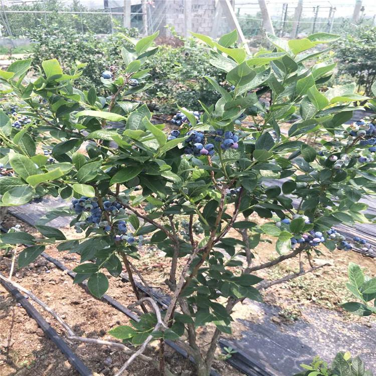 泰安組培三年藍莓苗價格 萊克西藍莓苗 杜克藍莓苗 綠寶石藍莓