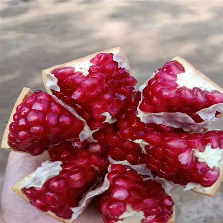 泰安軟籽石榴樹苗價格 泰山紅石榴苗價格 牡丹花石榴苗價格