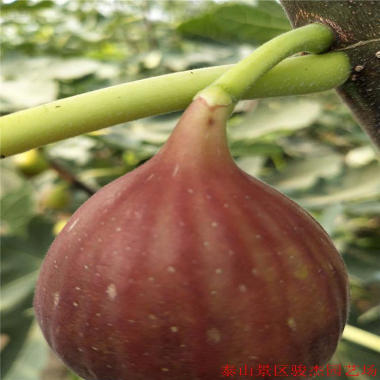 當年坐果波姬紅無花果苗  品種多樣無花果苗批發價出售
