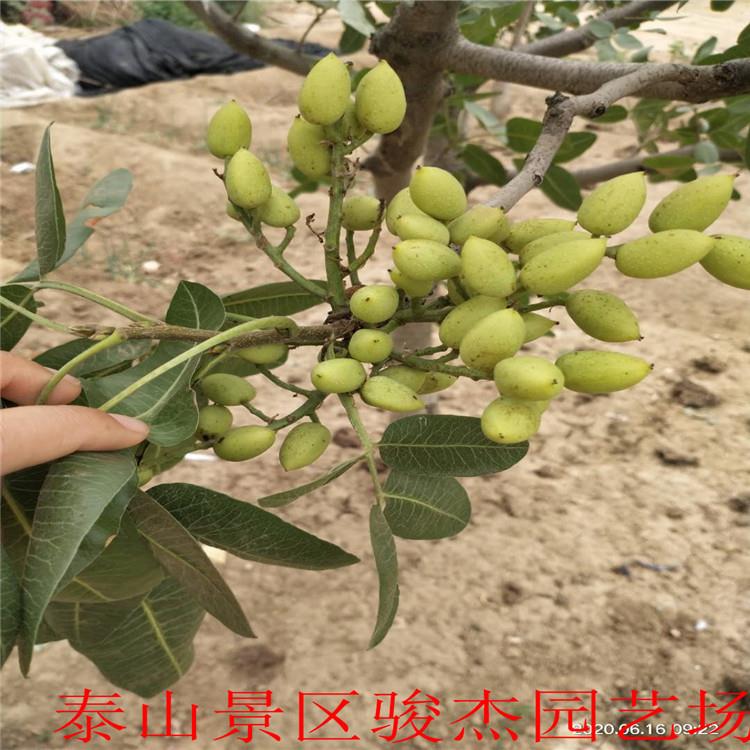 當年嫁接開心果樹苗 1公分帶分枝開心果樹苗現(xiàn)貨出售