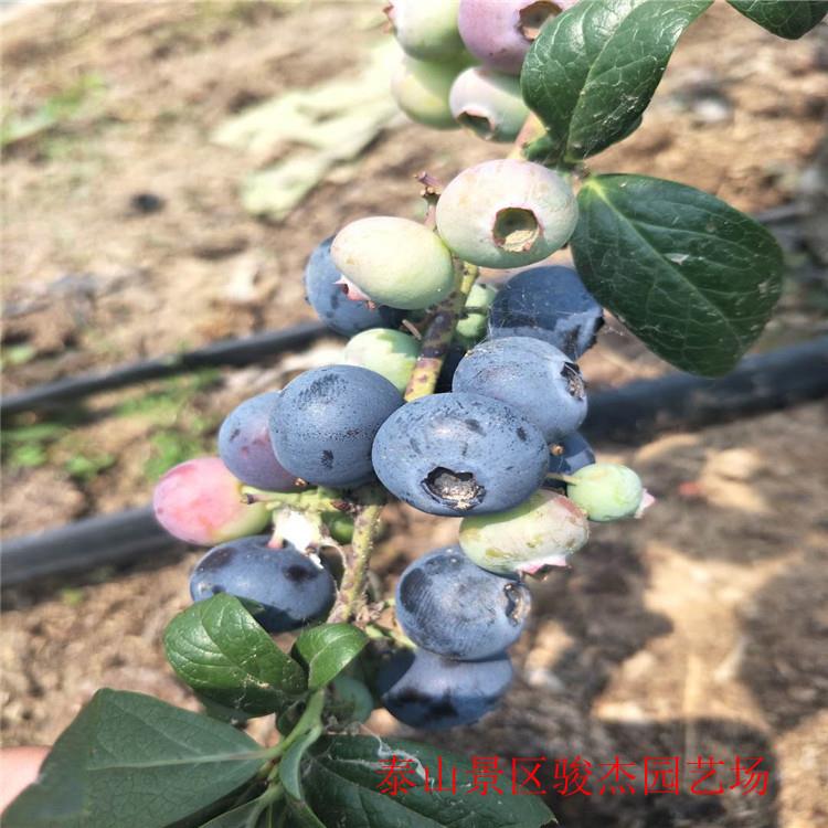 組培藍莓苗繁育基地  營養缽地栽藍莓苗大量有貨 批發價出售