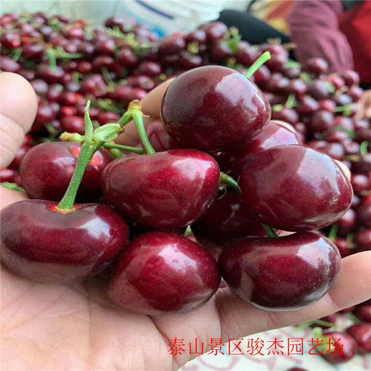矮化櫻桃樹(shù)苗 美早櫻桃苗價(jià)格美麗量大規(guī)格多樣