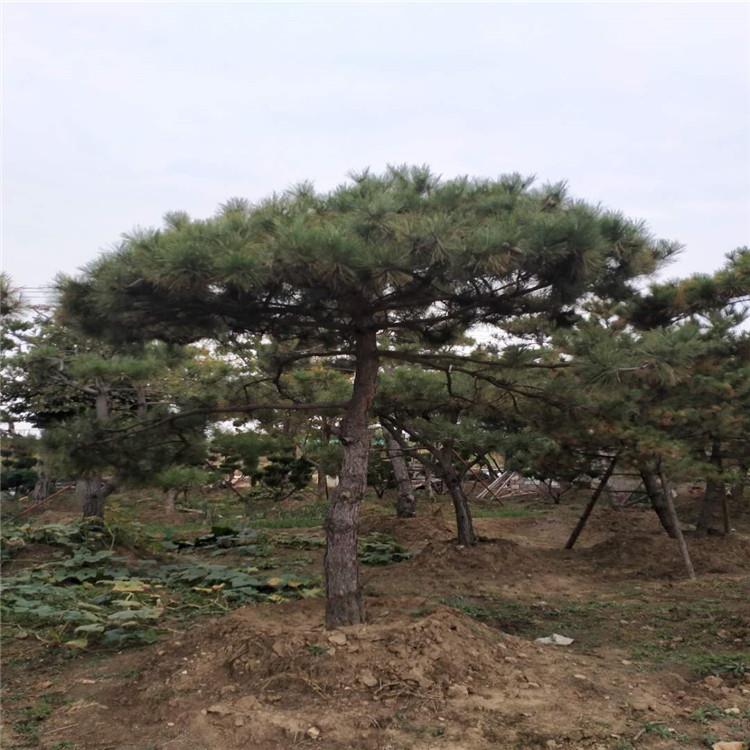 泰安造型景松價格 泰山迎客松造型基地 出售造型景松商家