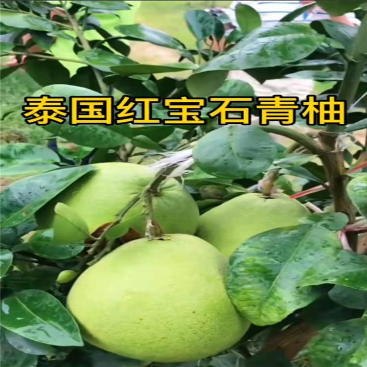 泰國紅寶石青柚苗供應(yīng)商供應(yīng)求購