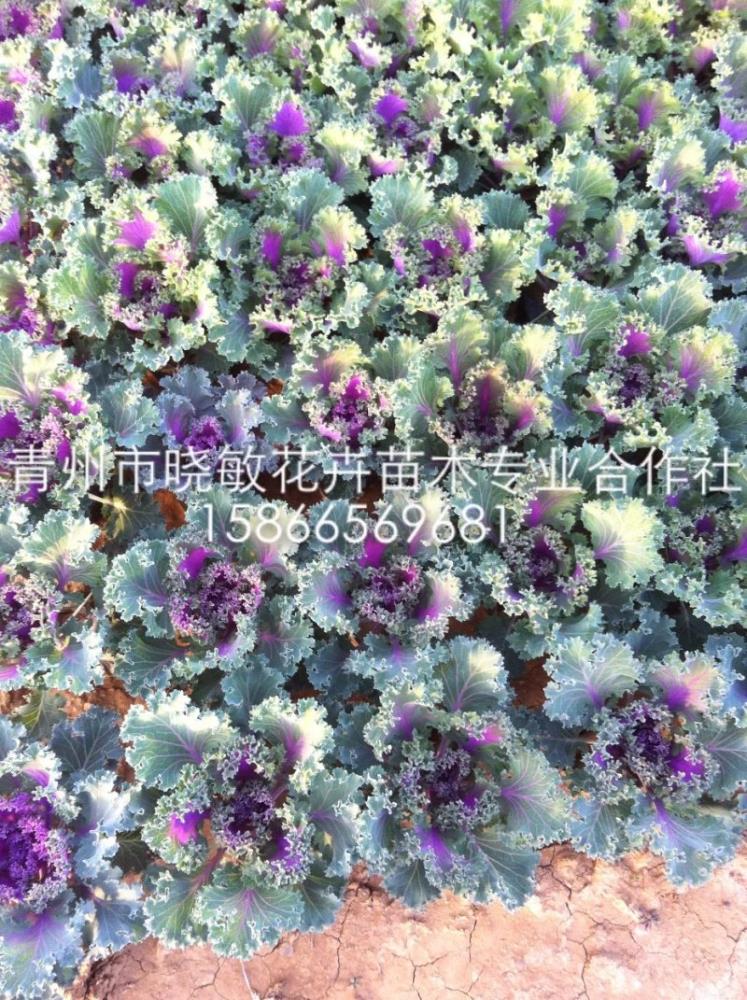 草花羽衣甘藍批發(fā)基地