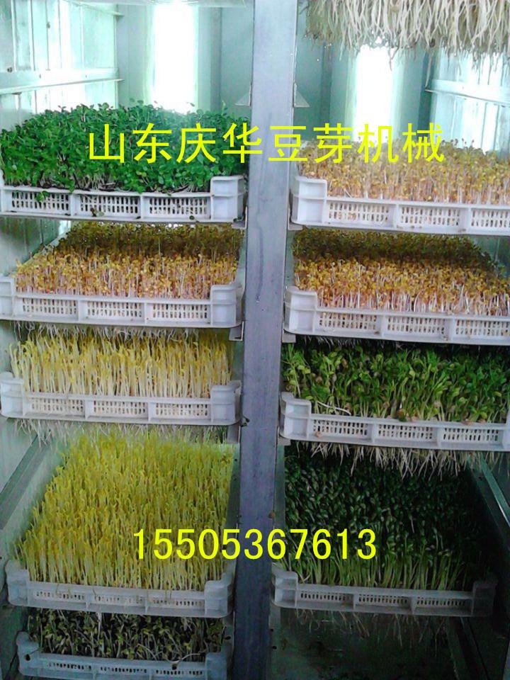 庆华全自动豆芽机 无公害芽苗菜设备 芽苗菜种子催芽机 发芽机