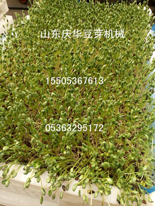 绿色无公害豆芽机 家用豆芽机 特色芽苗菜设备 富硒花生芽机